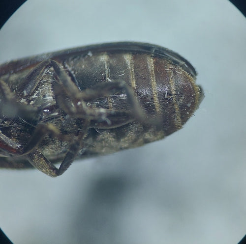 Dermestes Haemorrhoidalis — foto 5 van 8
