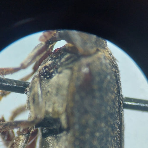 Dermestes Haemorrhoidalis — foto 4 van 8