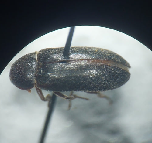 Dermestes Haemorrhoidalis — foto 3 van 8