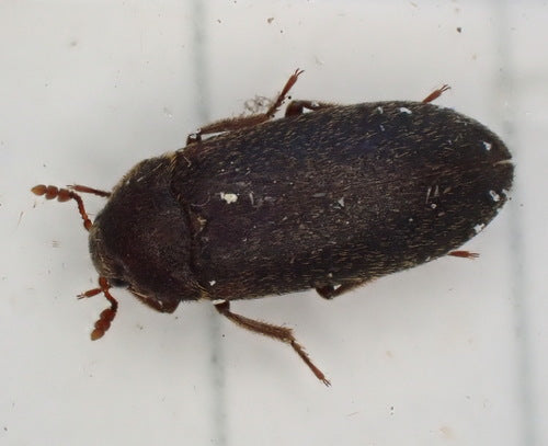 Dermestes Haemorrhoidalis — foto 1 van 8