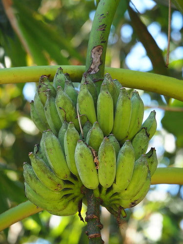 Dessertbanaan — Bild 5