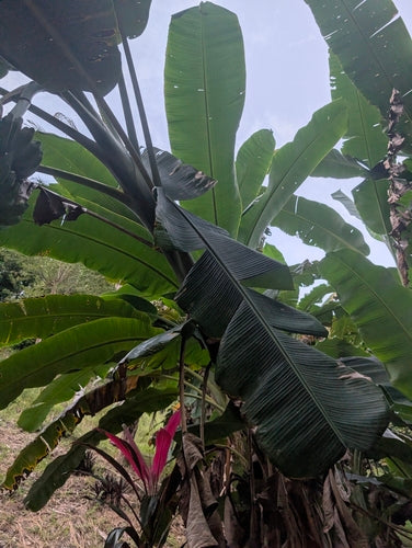 Dessertbanaan — Bild 4