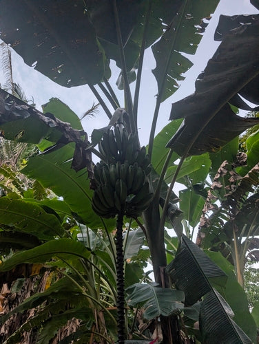 Dessertbanaan — Bild 3