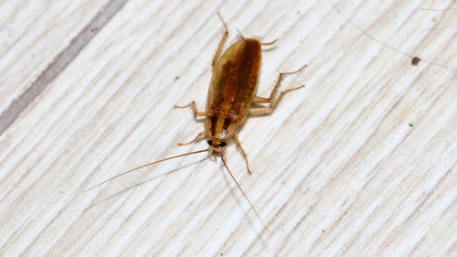 Duitse kakkerlak — Bild 4