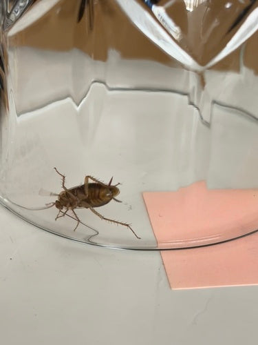 Duitse kakkerlak — Bild 2