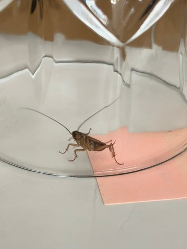 Duitse kakkerlak — Bild 3