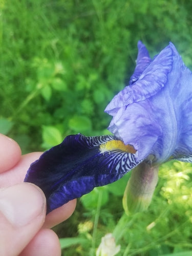 Duitse iris — Bild 2