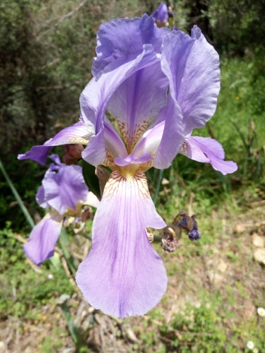 Duitse iris — Bild 5