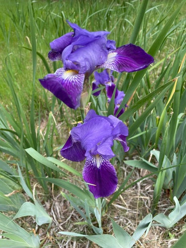Duitse iris — Bild 4