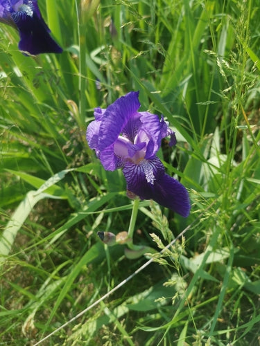 Duitse iris — Bild 3