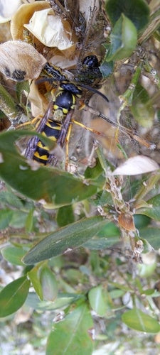 Duitse wesp — Bild 4