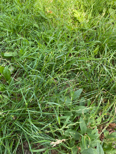 Engels raaigras — Bild 4