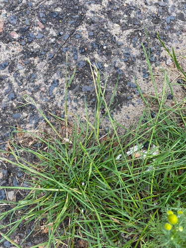 Engels raaigras — Bild 2