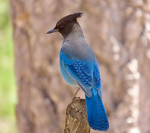 Diadeem gaai — Bild 5