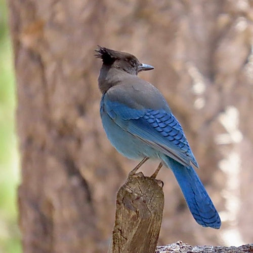 Diadeem gaai — Bild 4