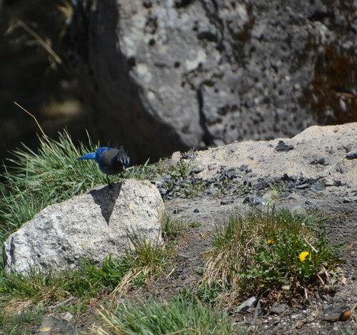 Diadeem gaai — Bild 3