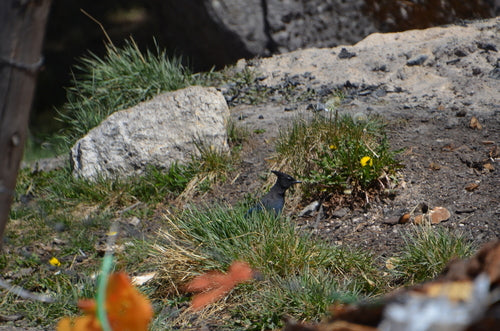 Diadeem gaai — Bild 1