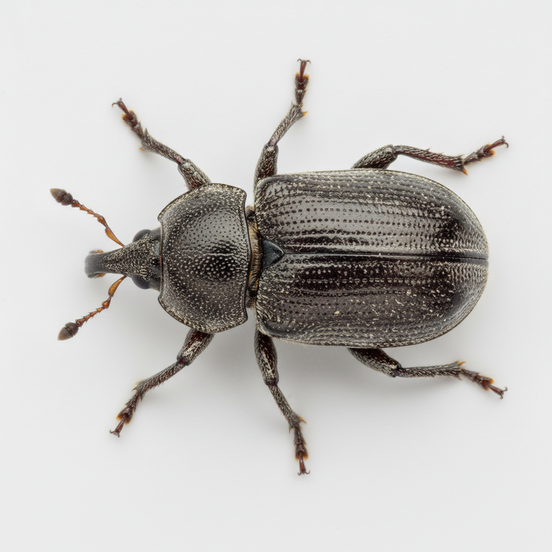 Vecht tegen snuitkevers met dikke mond en verwijder ze - remedies tegen snuitkevers met dikke mond