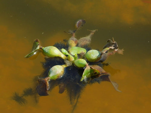 Dikstelige waterhyacint — foto 3 van 8