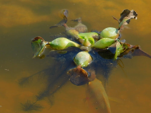 Dikstelige waterhyacint — foto 2 van 8