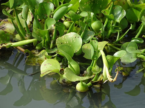 Dikstelige waterhyacint — foto 5 van 8