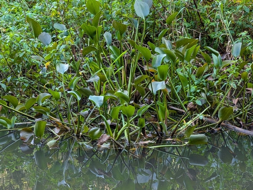 Dikstelige waterhyacint — foto 1 van 8