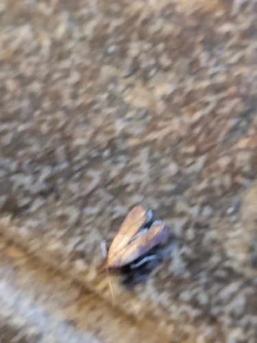 Dörrobstmotte - Bild 7