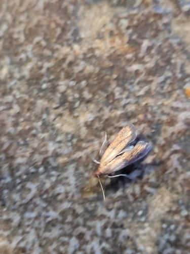 Gedroogde fruitmot — Bild 3