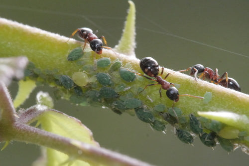 Dolichoderus quadripunctatus — Bild 1