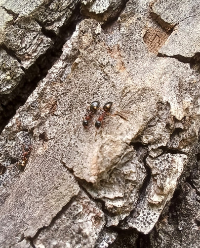 Dolichoderus quadripunctatus — foto 5 van 8