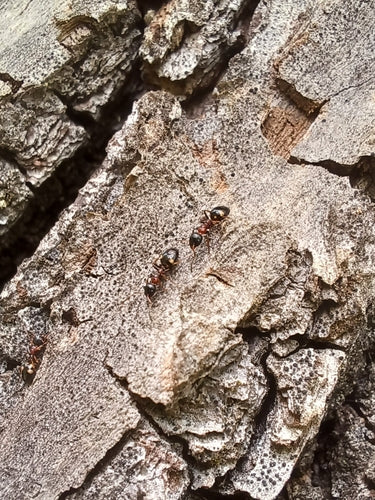 Dolichoderus quadripunctatus — foto 4 van 8