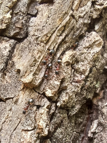Dolichoderus quadripunctatus — foto 3 van 8