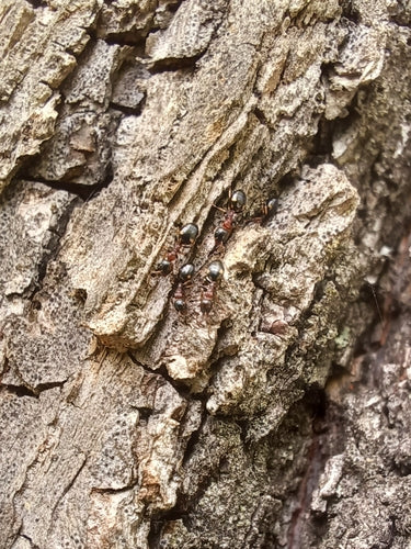 Dolichoderus quadripunctatus — foto 2 van 8