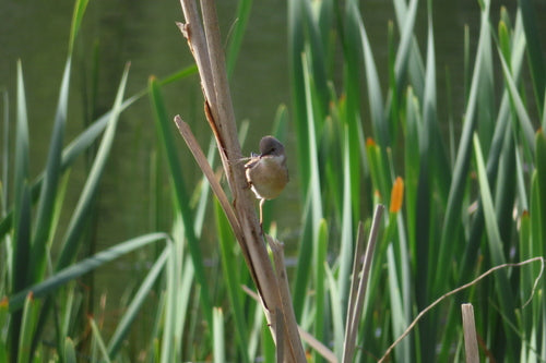 Grasmus — Bild 5