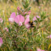 Blüte von Dornige Hauhechel (Ononis spinosa) in Nahaufnahme (KI-generiert)