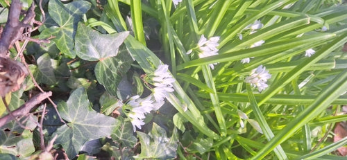 Driehoekige prei — Bild 5