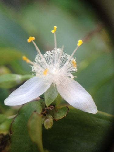 Spinkruid 'Nanouk' — Bild 5