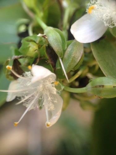 Spinkruid 'Nanouk' — Bild 3