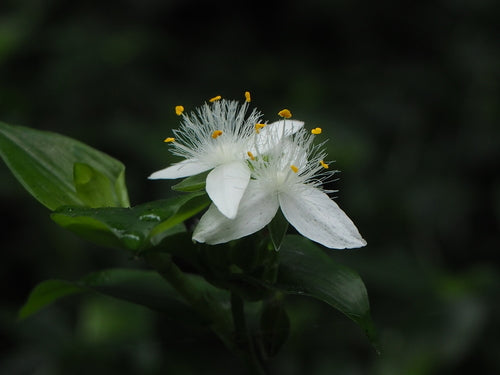 Spinkruid 'Nanouk' — Bild 2