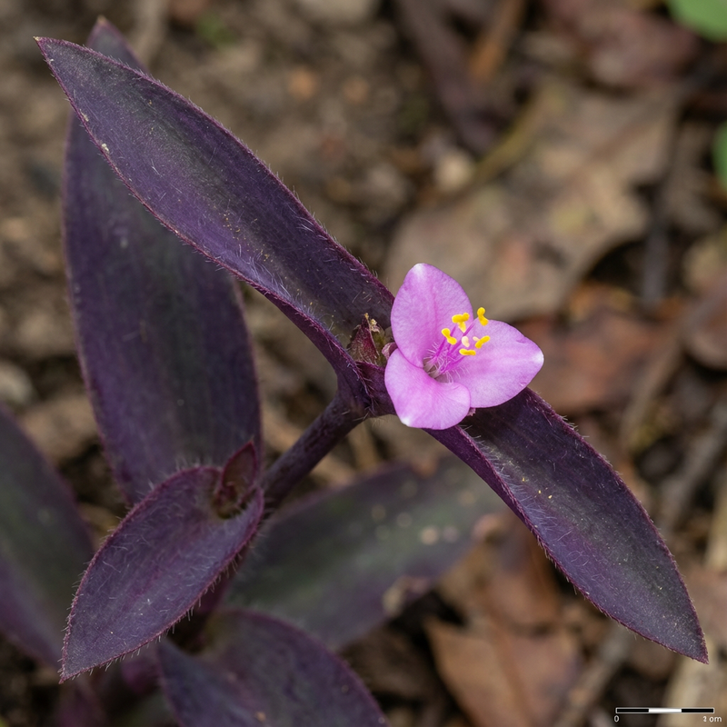 Driemaster bloem