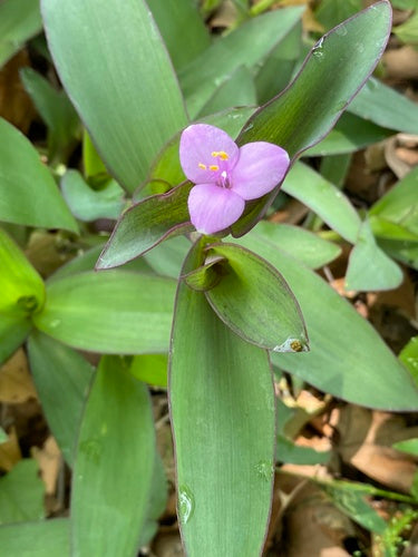 Driemaster bloem — Bild 3