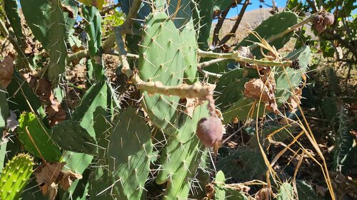 Bedreigende cactusvijgcactus — foto 5 van 12