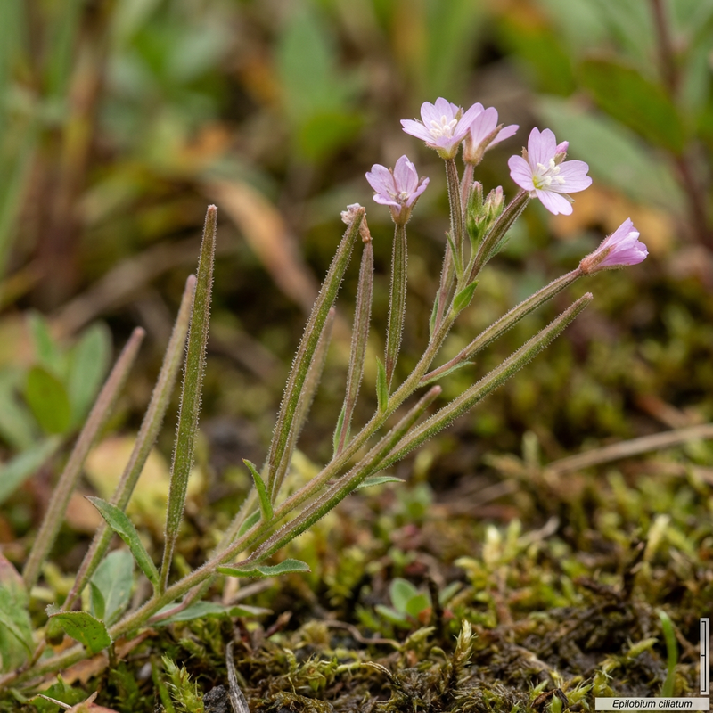 Glandulair wilgenroosje
