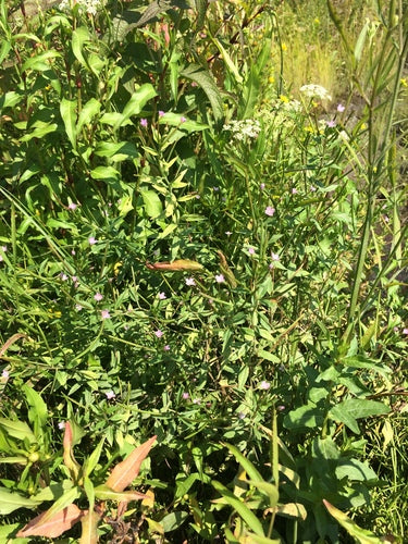 Glandulair wilgenroosje — Bild 5