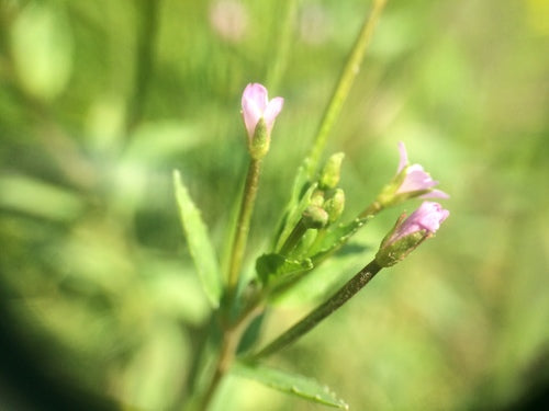 Glandulair wilgenroosje — Bild 4