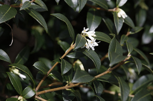 geurende bloem — Bild 5