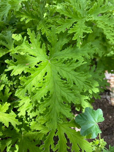 Geurende geranium — foto 4 van 9