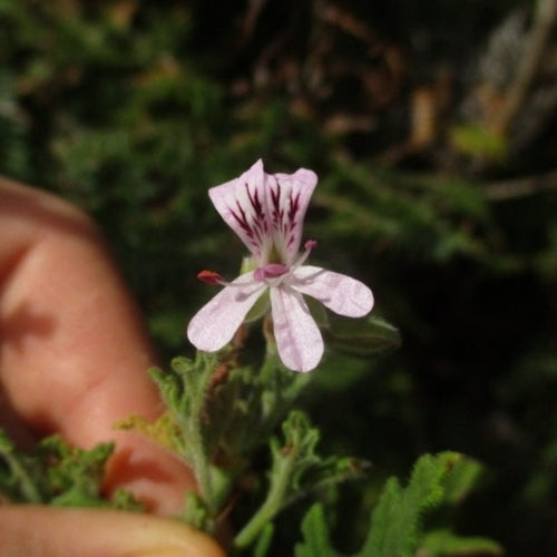 Geurende geranium — foto 2 van 9