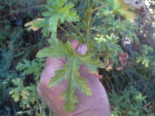 Geurende geranium — foto 5 van 9
