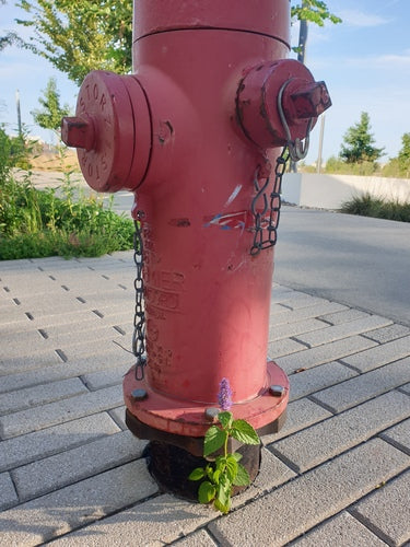 geurende brandnetel — Bild 4